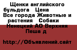 Щенки английского бульдога › Цена ­ 40 000 - Все города Животные и растения » Собаки   . Ненецкий АО,Верхняя Пеша д.